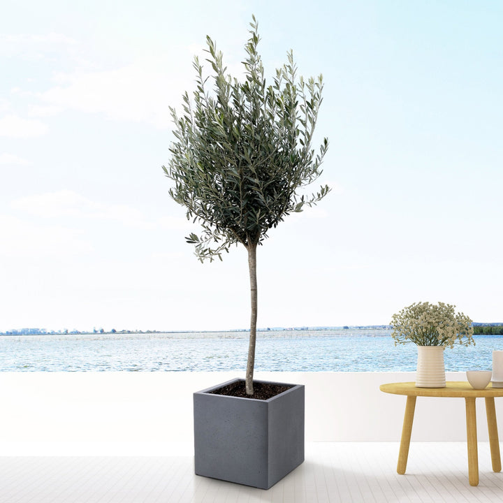 Olea Europaea auf Stamm – 160cm – Zimmerpflanze kaufen