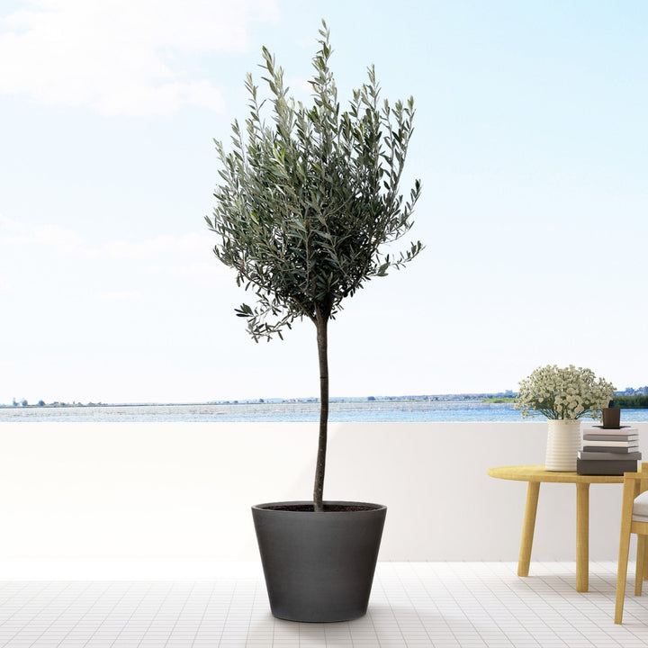 Olea Europaea auf Stamm – 160cm – Zimmerpflanze kaufen