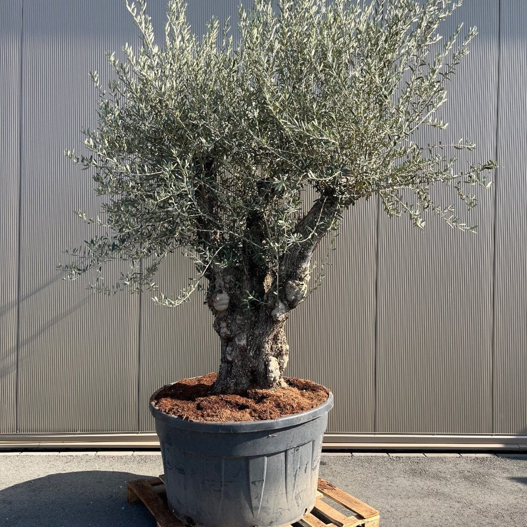 Olijfboom Olea Europaea Bonsai XXXXL - 300 cm - Bonsai Gereedschap