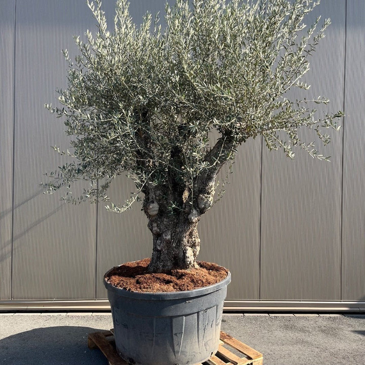 Olijfboom Olea Europaea Bonsai XXXXL - 300 cm - Bonsai Gereedschap
