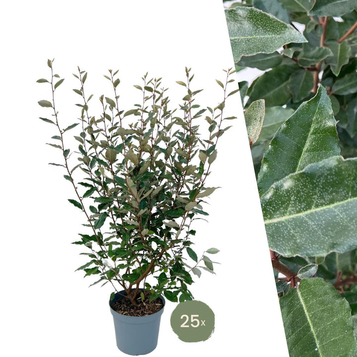 25x Elaeagnus Ebbingei pour 10 mètres de haie - 125cm