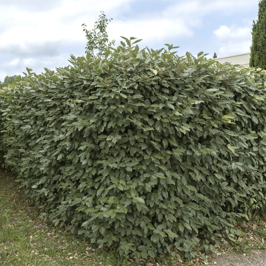 25x Elaeagnus Ebbingei pour 10 mètres de haie - 125cm