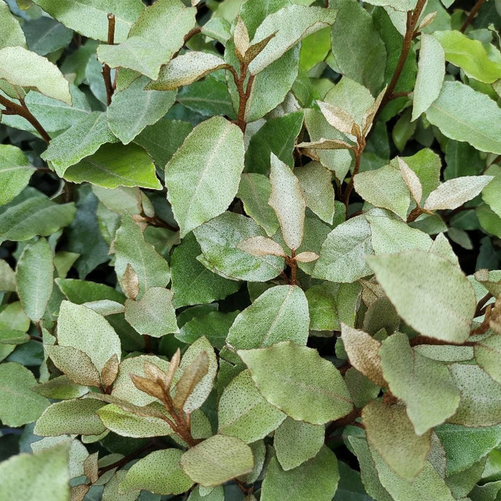 25x Elaeagnus Ebbingei pour 10 mètres de haie - 125cm