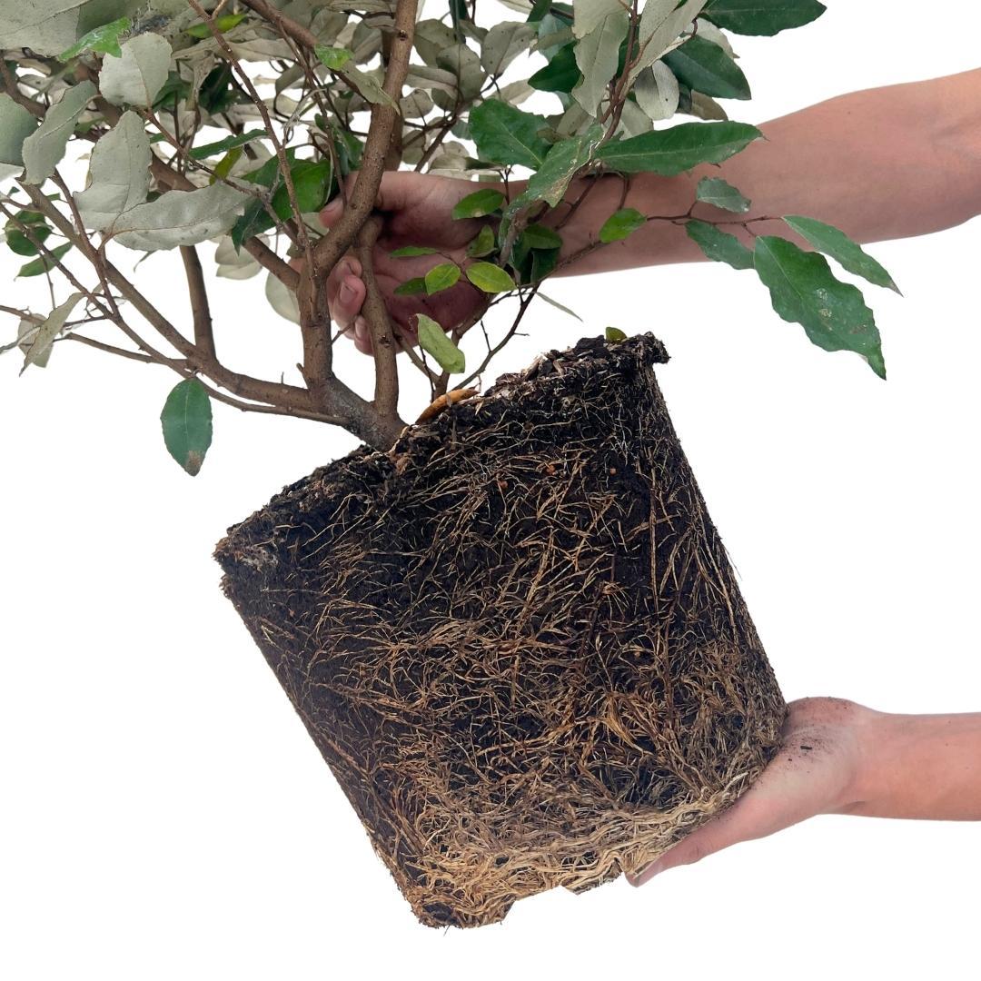25x Elaeagnus Ebbingei pour 10 mètres de haie - 125cm
