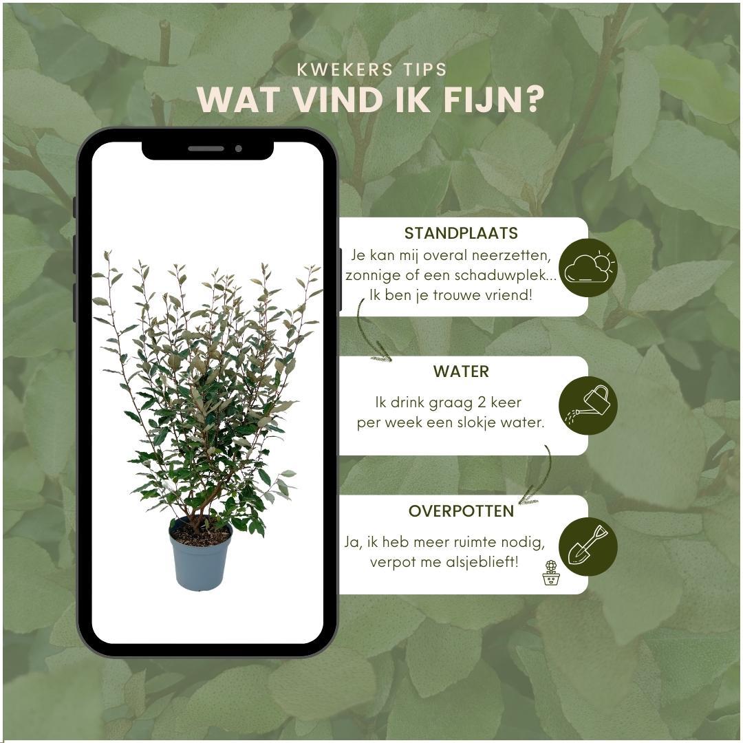 25x Elaeagnus Ebbingei pour 10 mètres de haie - 125cm