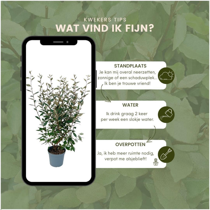 25x Elaeagnus Ebbingei pour 10 mètres de haie - 125cm