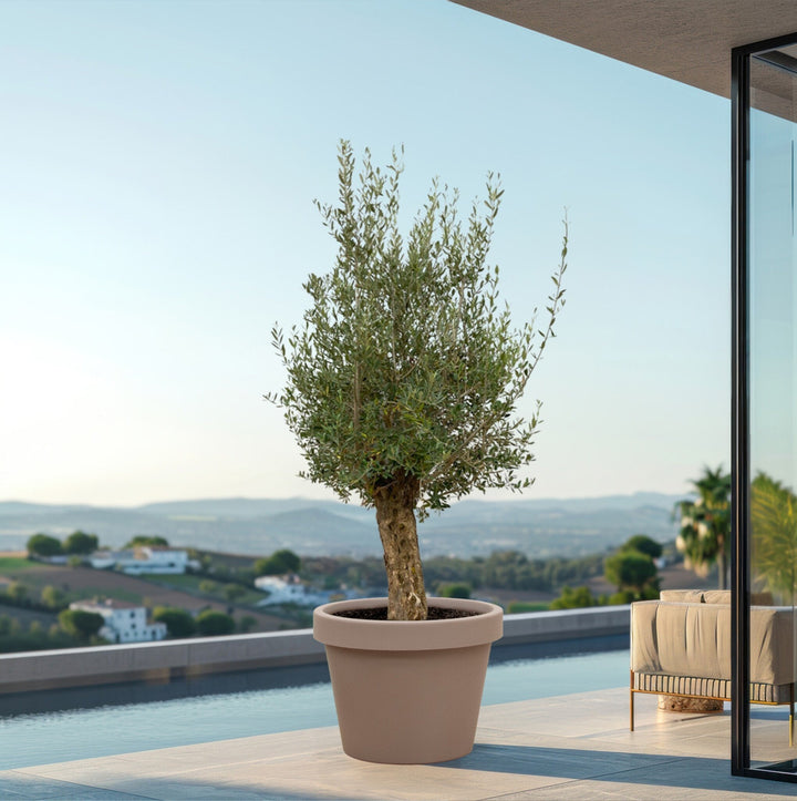 Olivenbaum Olea Europaea Bonsai - 250 cm / Stammumfang 45-60cm