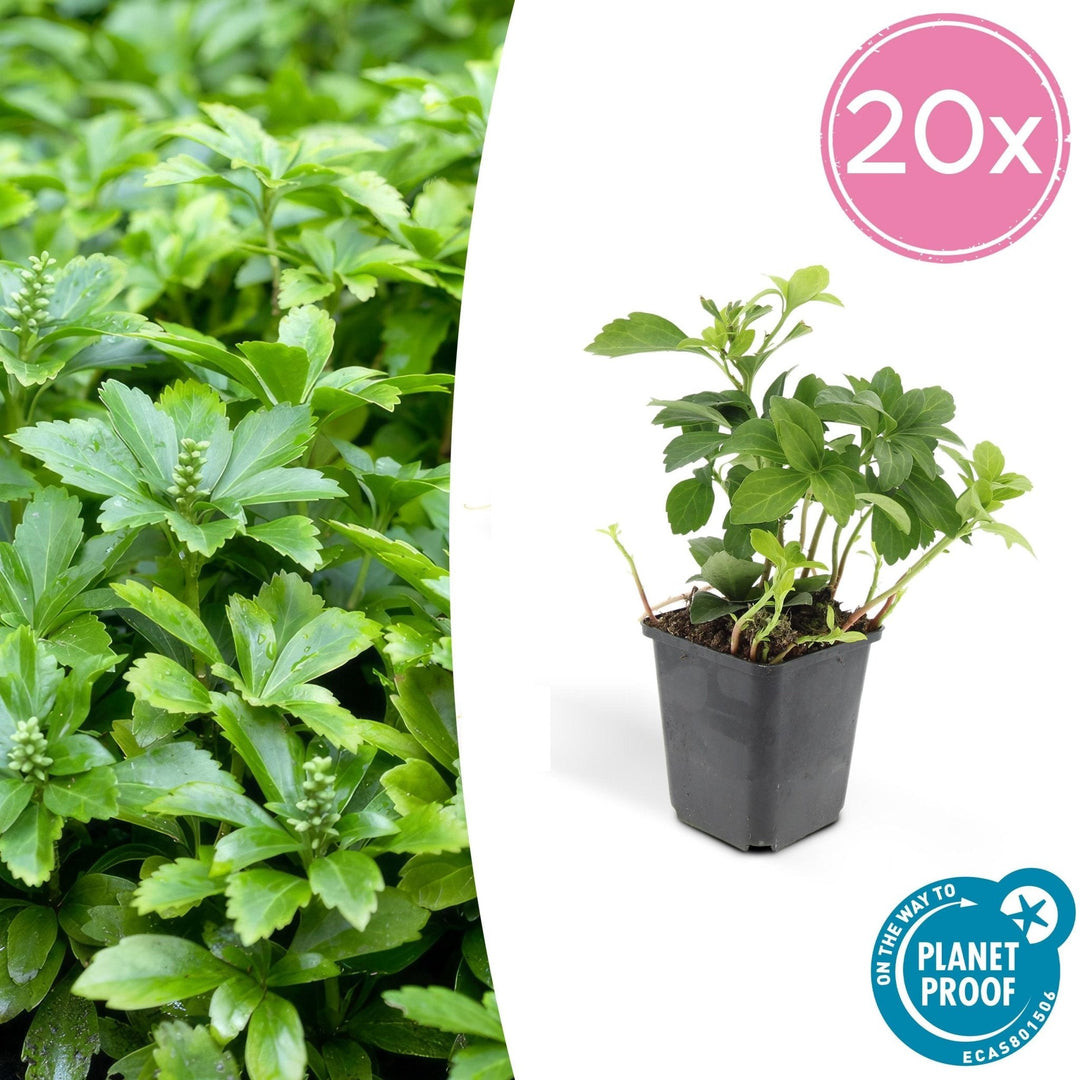 Pachysandra Terminalis 'Green Carpet' - 20cm - Immergrüner Bodendecker