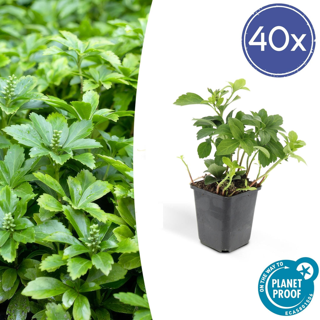 Pachysandra Terminalis 'Green Carpet' - 20cm - Immergrüner Bodendecker