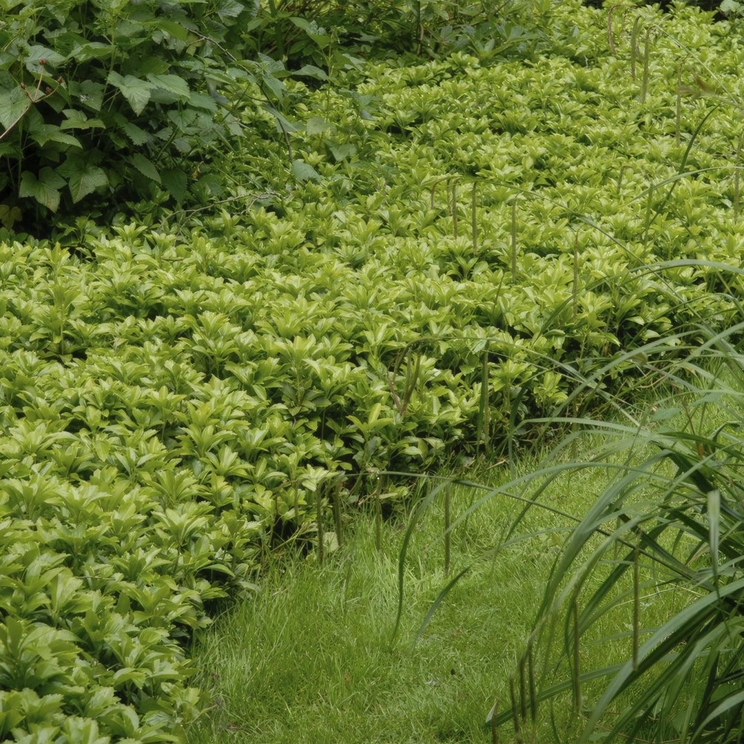 Pachysandra Terminalis 'Green Carpet' - 20cm - Immergrüner Bodendecker