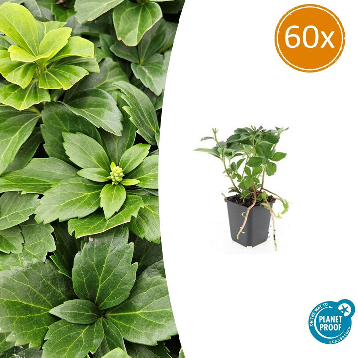 Pachysandra Terminalis - 20 cm - Immergrüner Bodendecker