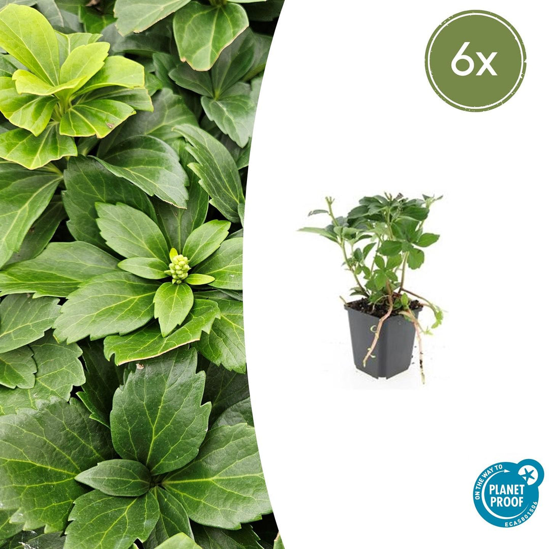 Pachysandra Terminalis - 20 cm - Immergrüner Bodendecker