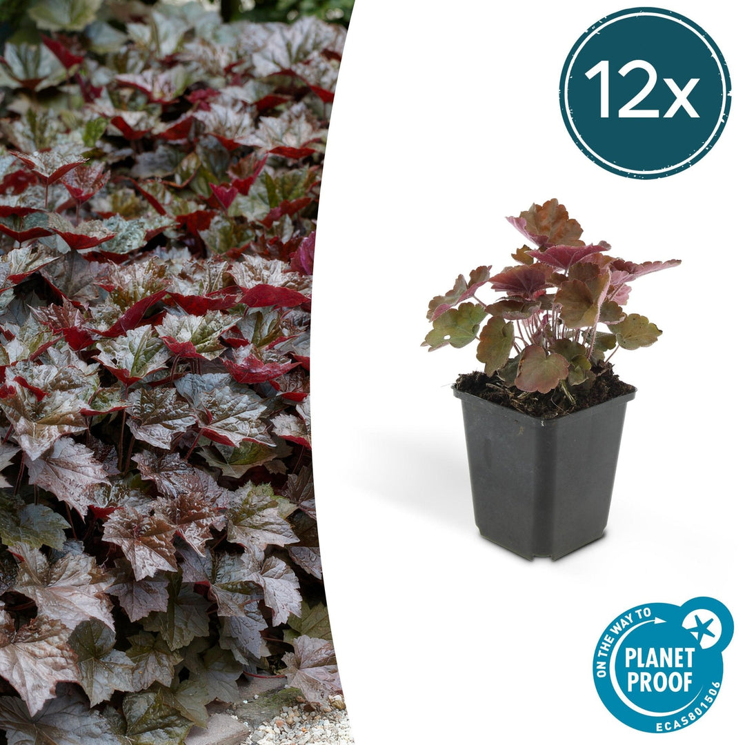 Heuchera 'Palace Purple' - 20 cm - Zimmerpflanze kaufen