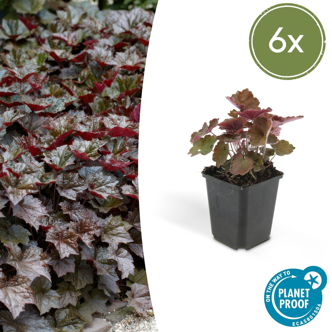 Heuchera 'Palace Purple' - 20 cm - Zimmerpflanze kaufen