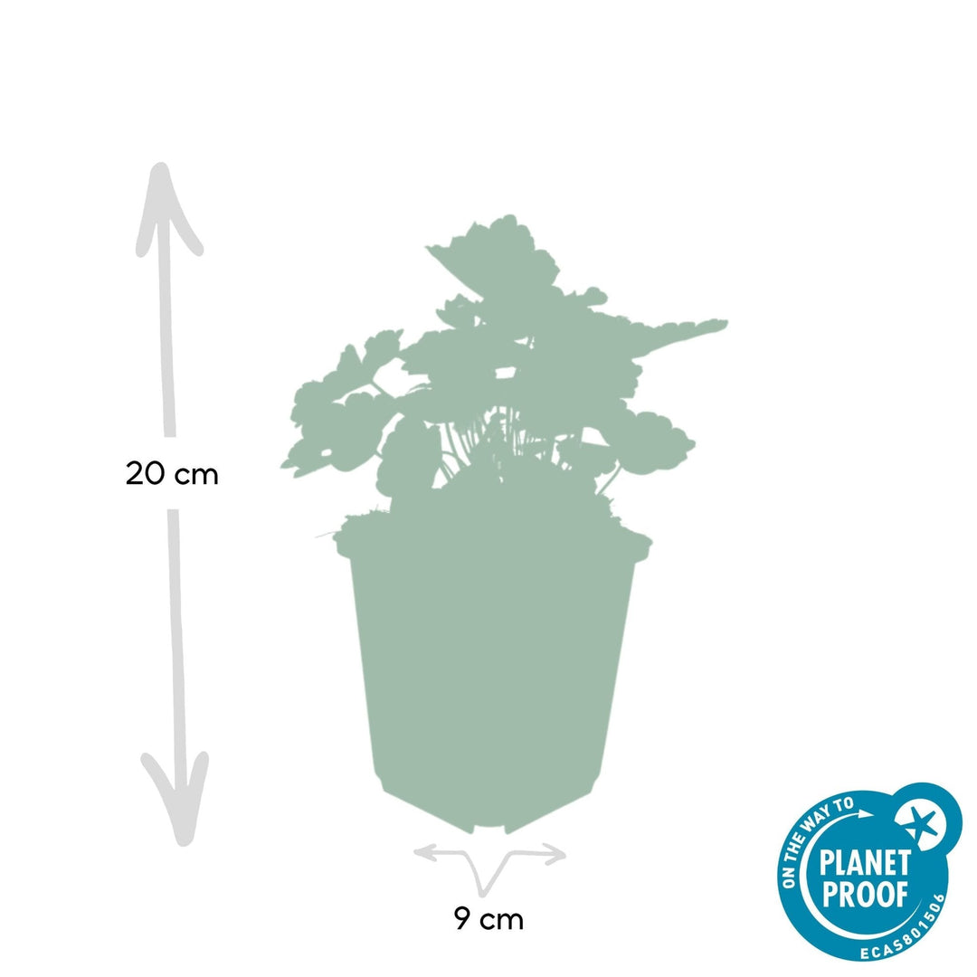 Heuchera 'Palace Purple' - 20 cm - Zimmerpflanze kaufen