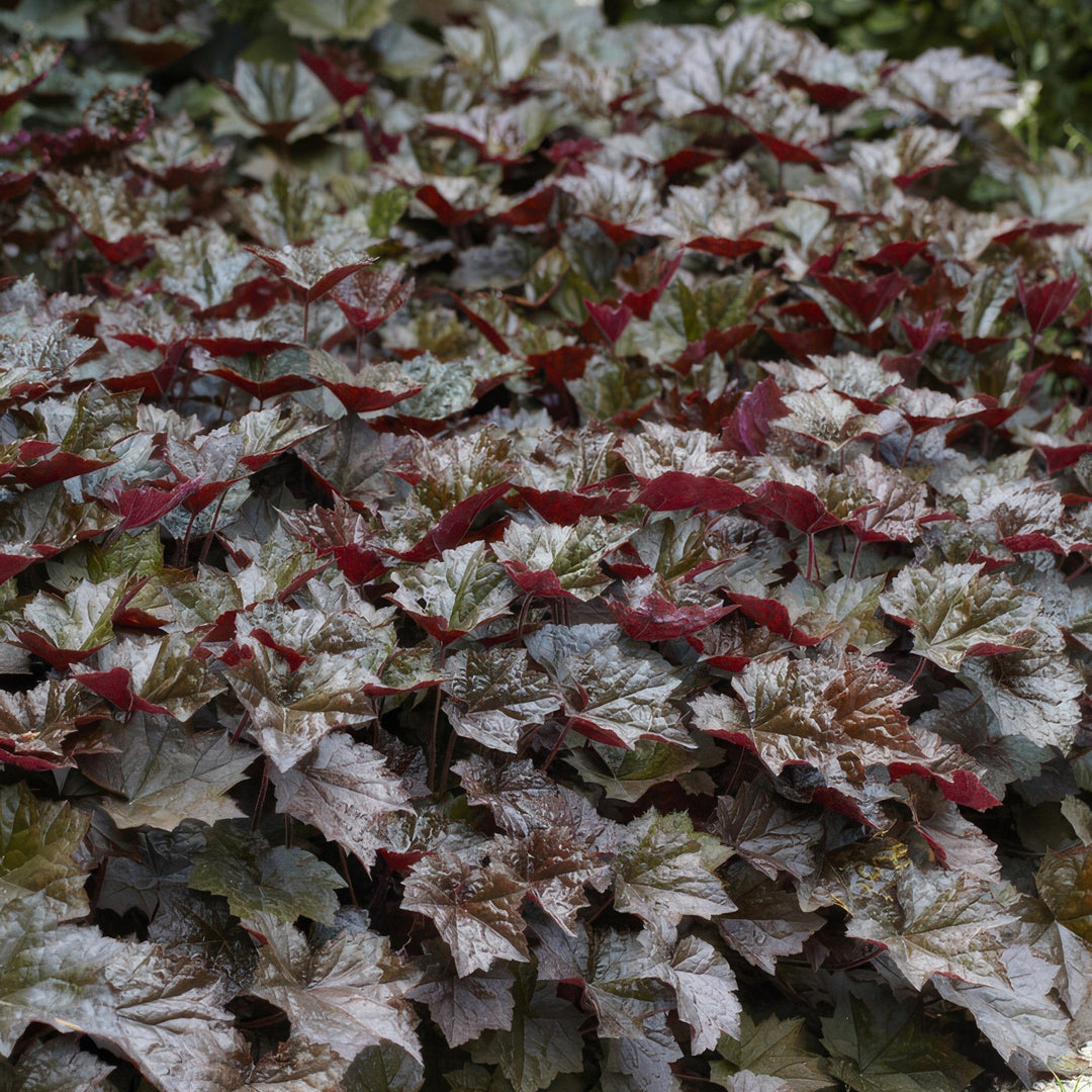 Heuchera 'Palace Purple' - 20 cm - Zimmerpflanze kaufen