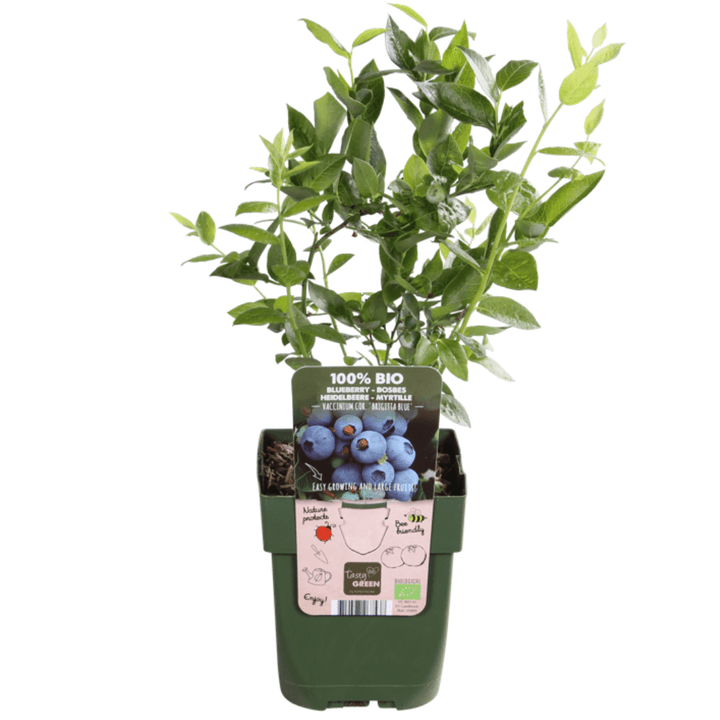 Kombipaket – Früchteparadies (4x Bio-Obstpflanzen-Mix) – 25 cm