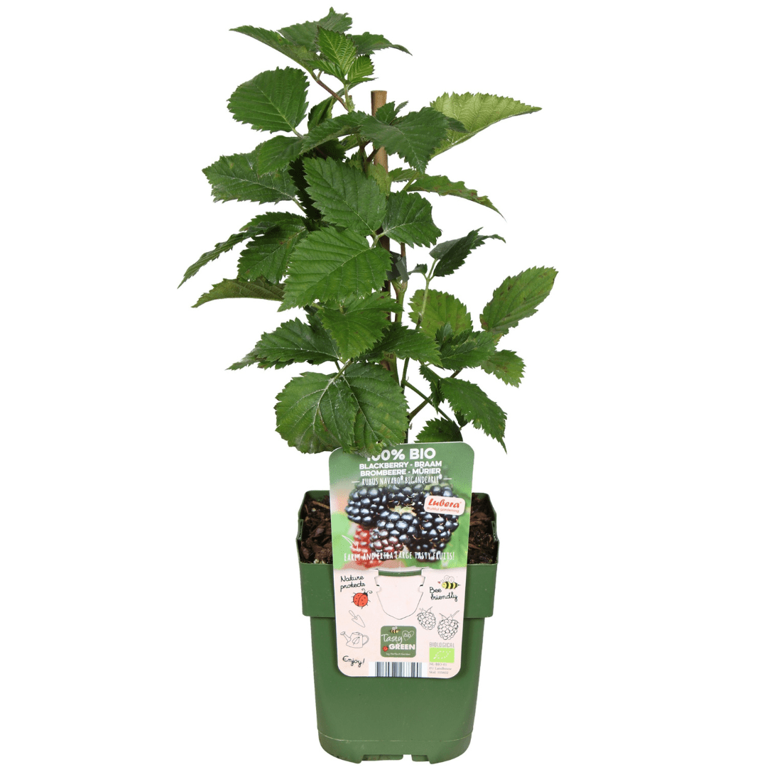 Kombipaket – Früchteparadies (4x Bio-Obstpflanzen-Mix) – 25 cm
