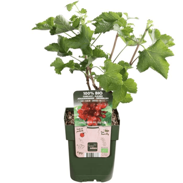 Kombipaket – Früchteparadies (4x Bio-Obstpflanzen-Mix) – 25 cm
