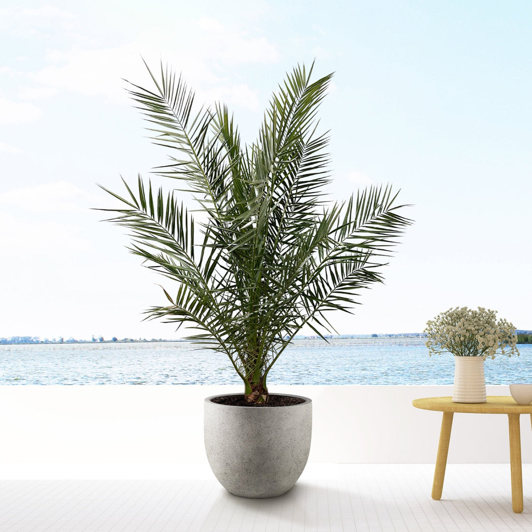 Phoenix Canariensis - 180cm - Dattelpalme - Zimmerpflanze Kaufen
