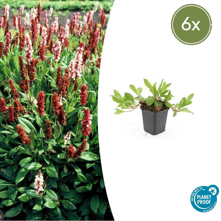 Persicaria aff. 'Darjeeling Red' - 20cm - Zimmerpflanze kaufen