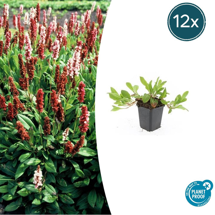 Persicaria aff. 'Darjeeling Red' - 20cm - Zimmerpflanze kaufen