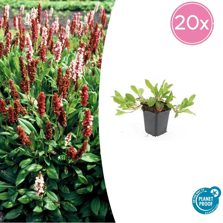 Persicaria aff. 'Darjeeling Red' - 20cm - Zimmerpflanze kaufen
