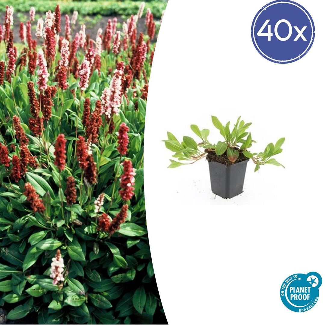 Persicaria aff. 'Darjeeling Red' - 20cm - Zimmerpflanze kaufen