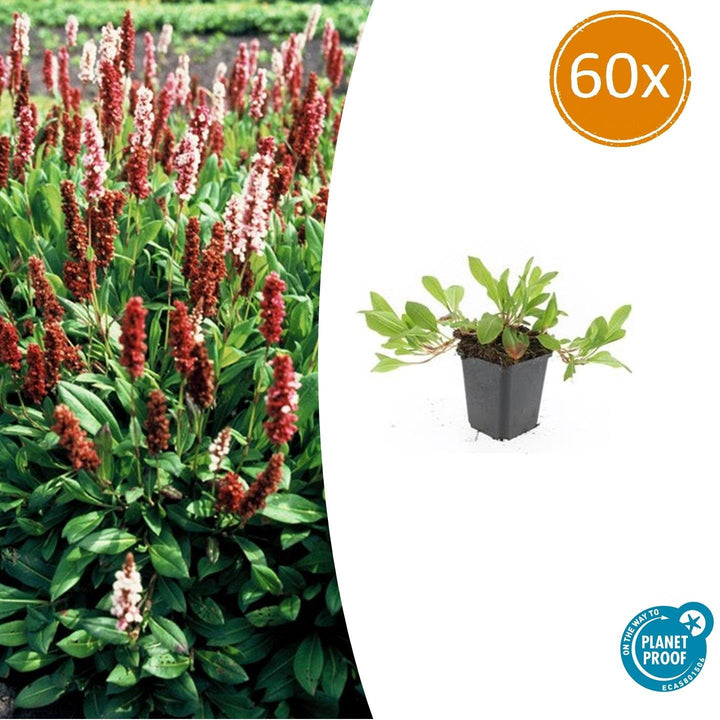 Persicaria aff. 'Darjeeling Red' - 20cm - Zimmerpflanze kaufen