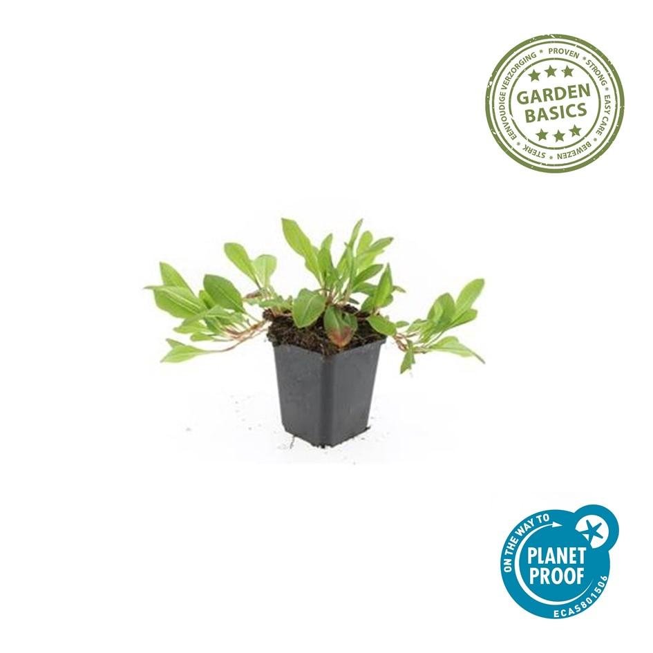 Persicaria aff. 'Darjeeling Red' - 20cm - Zimmerpflanze kaufen
