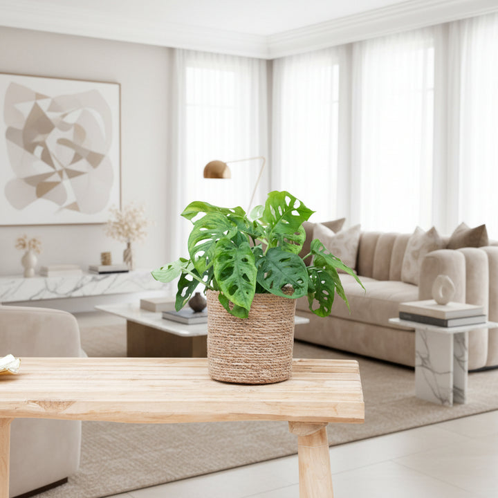 Monstera Monkey Leaf – Ø12 – 25cm – Fensterblatt | Kaufen