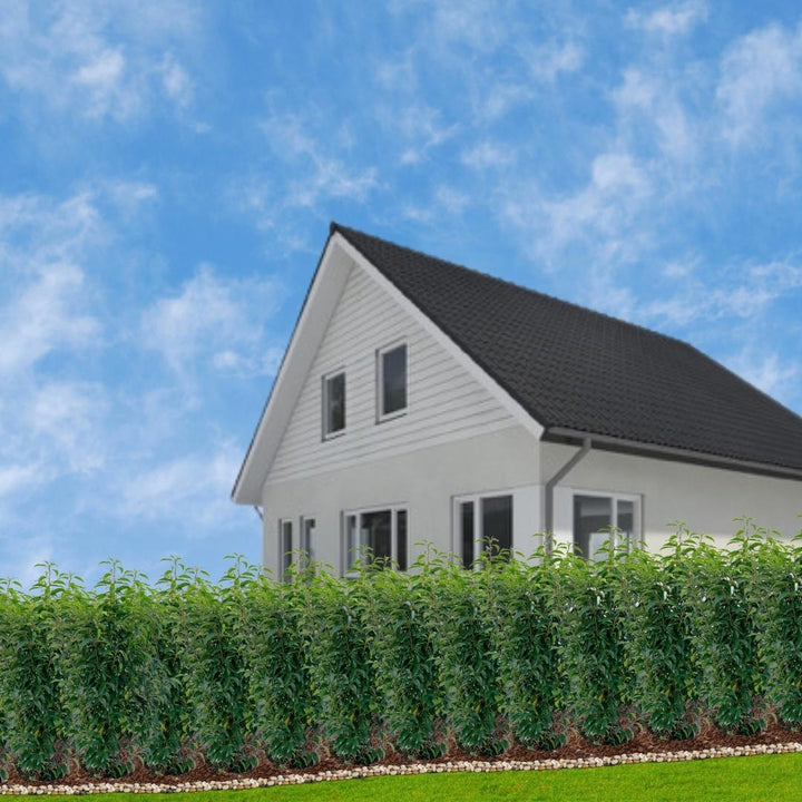 25 Lauriers du Portugal pour 10 mètres linéaires de haie - 100cm