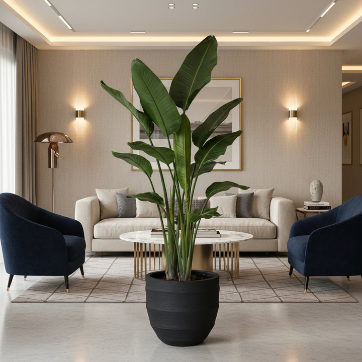 Strelitzia Nicolai - Ø24 - 150cm - Paradijsvogelplant