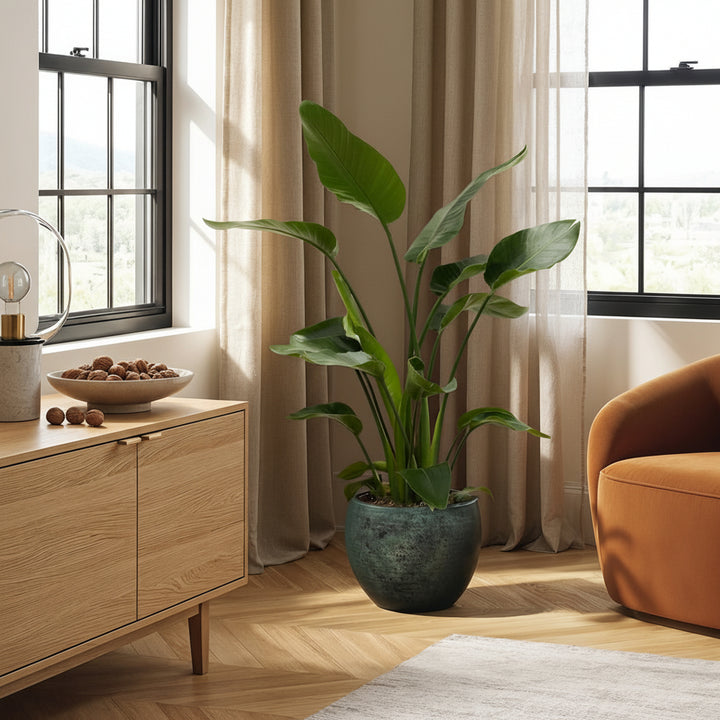 Strelitzia Nicolai - Ø24 - 150cm - Paradijsvogelplant