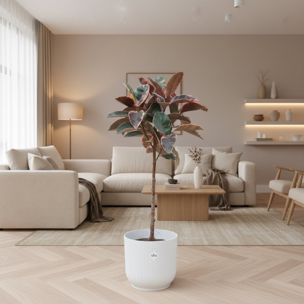 Ficus Elastica Belize auf Stamm - 130cm - Gummibaum