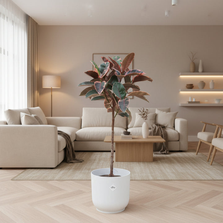 Ficus Elastica Belize auf Stamm - 130cm - Gummibaum