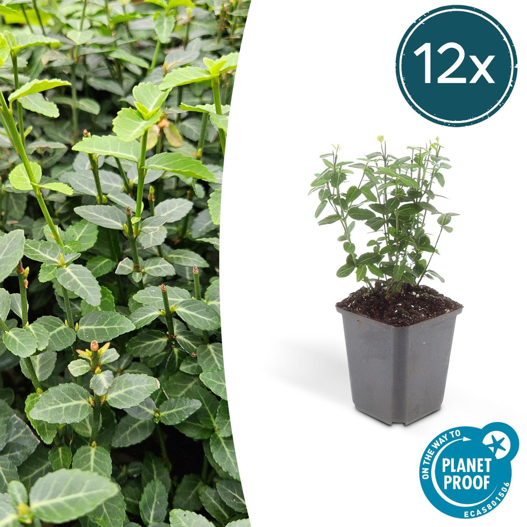 Euonymus fortunei radicans - 20cm - Zimmerpflanze kaufen