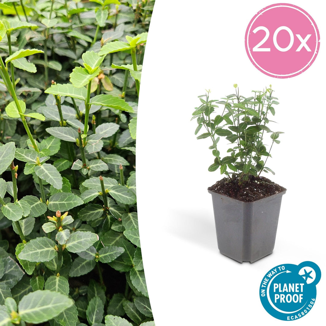 Euonymus fortunei radicans - 20cm - Zimmerpflanze kaufen