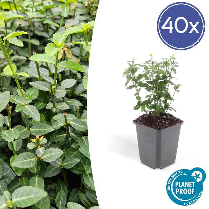 Euonymus fortunei radicans - 20cm - Zimmerpflanze kaufen