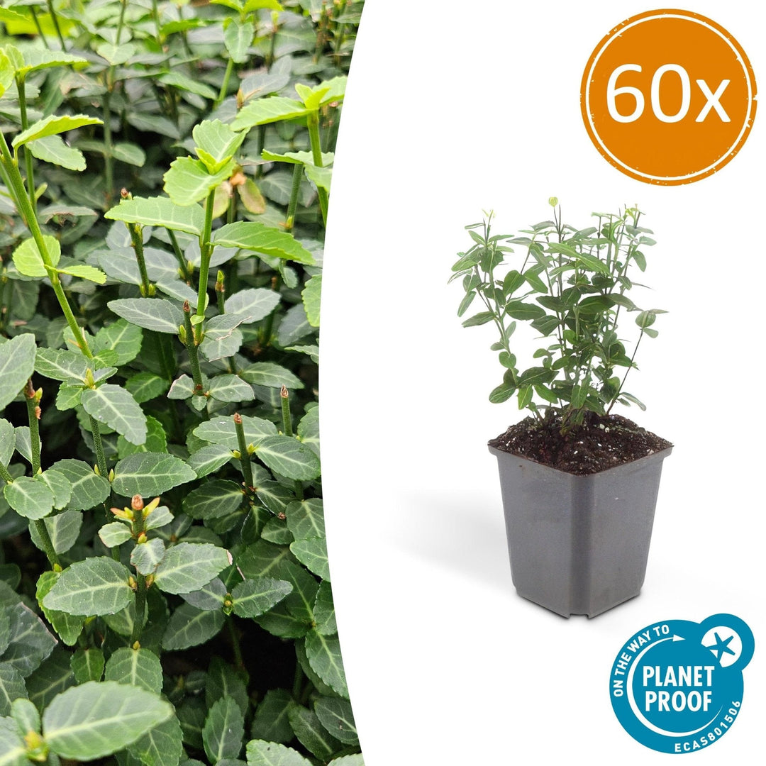 Euonymus fortunei radicans - 20cm - Zimmerpflanze kaufen