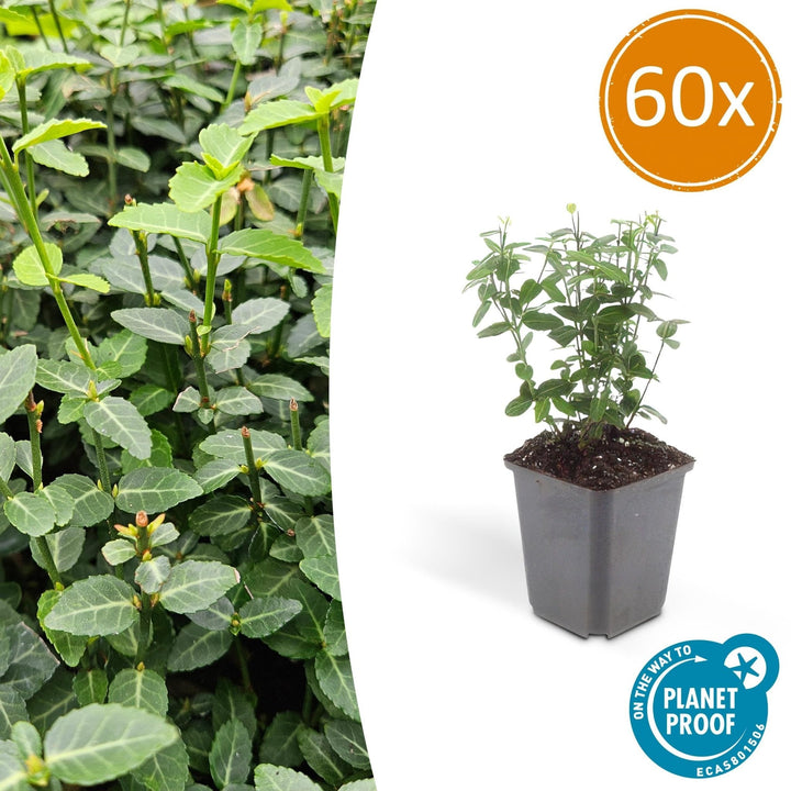 Euonymus fortunei radicans - 20cm - Zimmerpflanze kaufen
