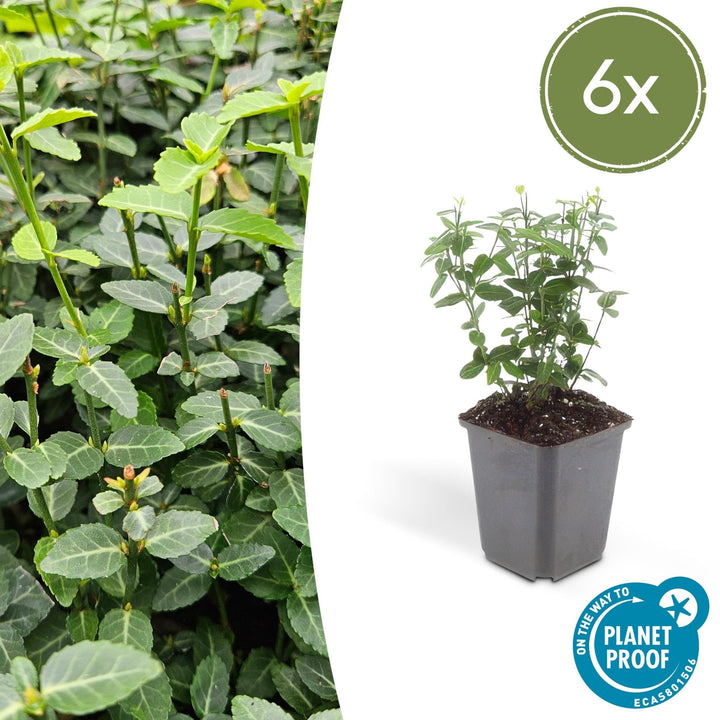 Euonymus fortunei radicans - 20cm - Zimmerpflanze kaufen