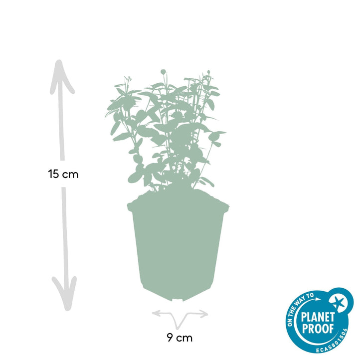 Euonymus fortunei radicans - 20cm - Zimmerpflanze kaufen