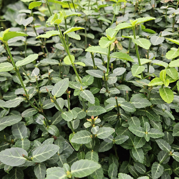 Euonymus fortunei radicans - 20cm - Zimmerpflanze kaufen