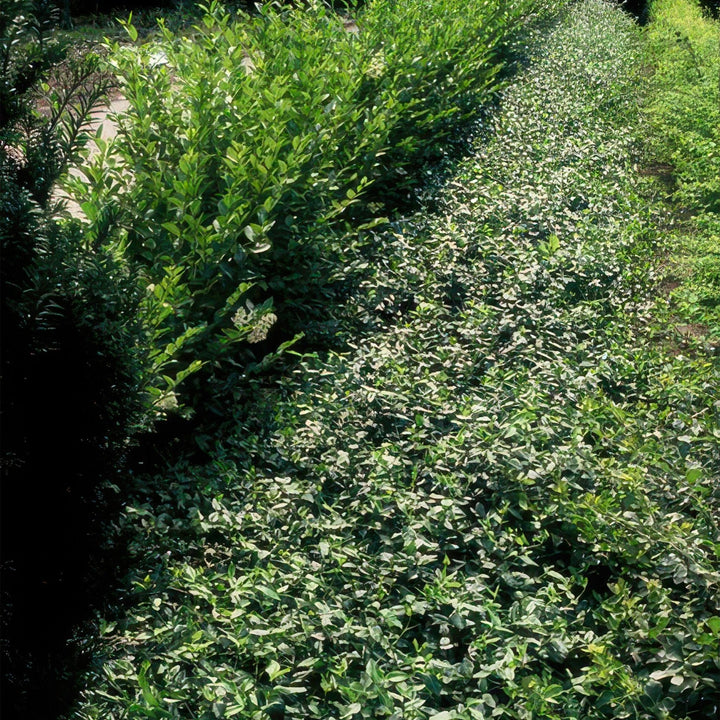 Euonymus fortunei radicans - 20cm - Zimmerpflanze kaufen