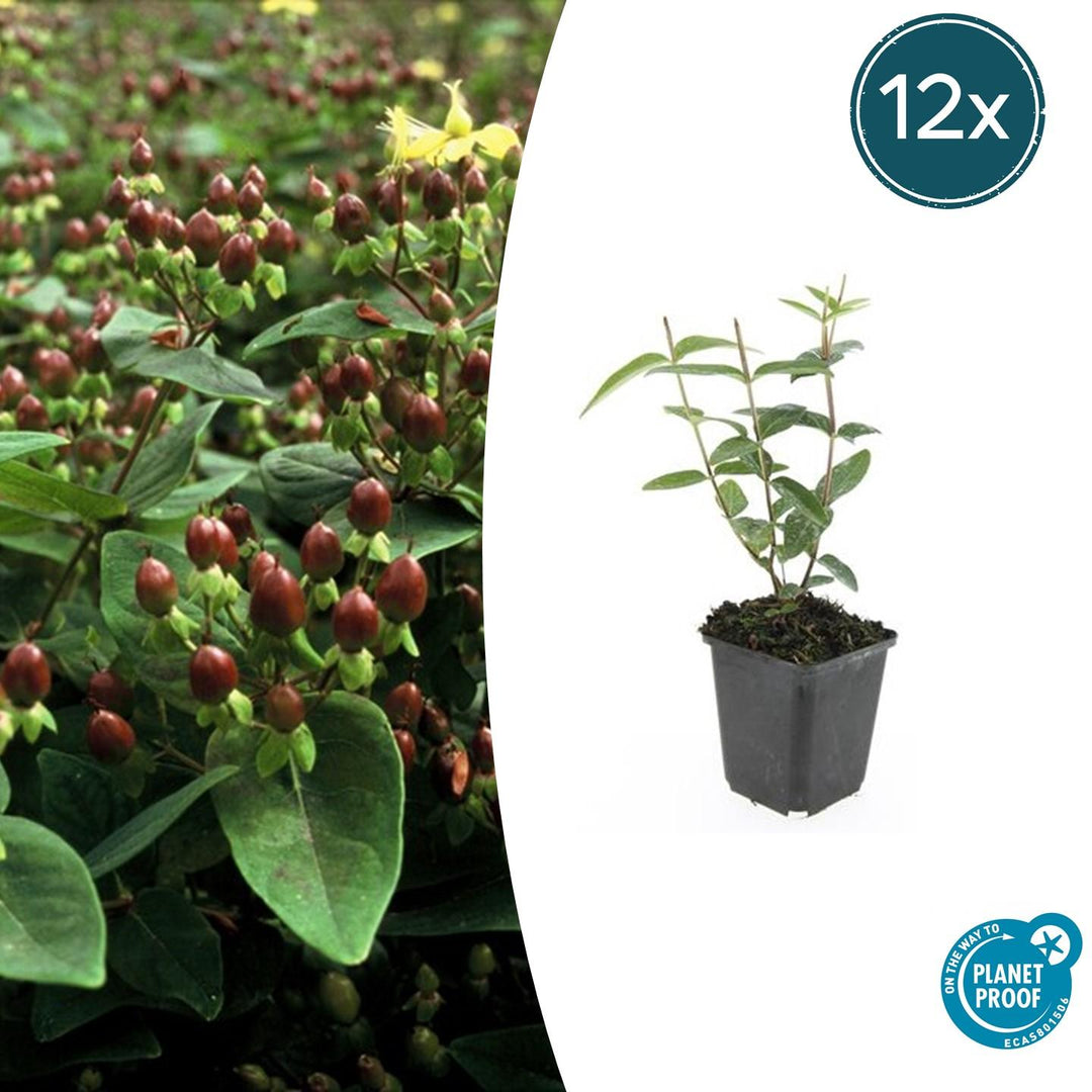 Hypericum Inodorum 'Rheingold' - 20cm - Zimmerpflanze Kaufen