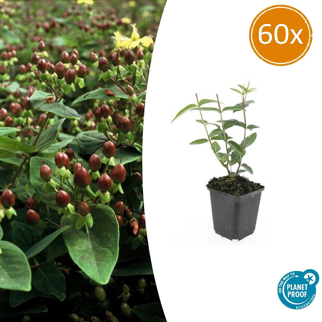Hypericum Inodorum 'Rheingold' - 20cm - Zimmerpflanze Kaufen