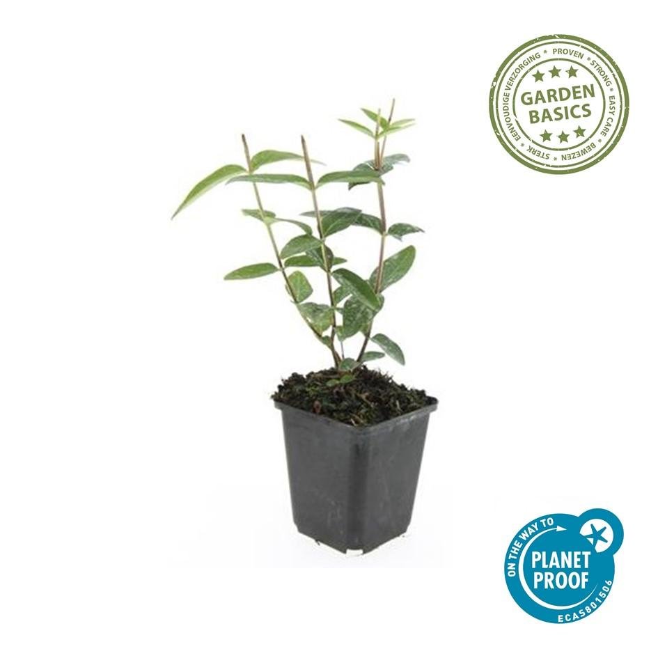 Hypericum Inodorum 'Rheingold' - 20cm - Zimmerpflanze Kaufen
