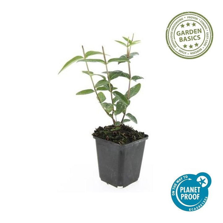 Hypericum Inodorum 'Rheingold' - 20cm - Zimmerpflanze Kaufen