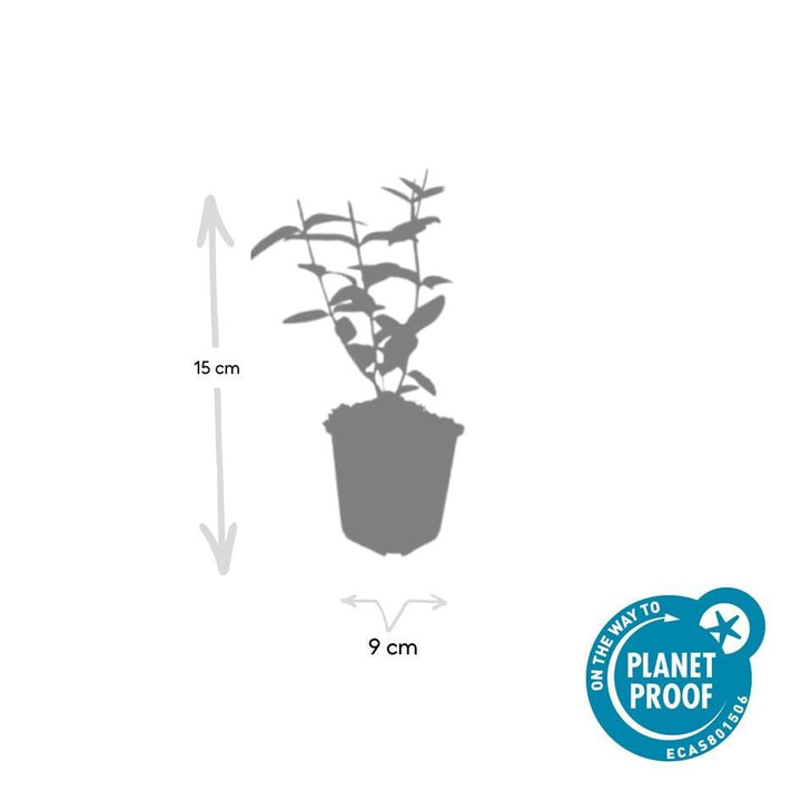 Hypericum Inodorum 'Rheingold' - 20cm - Zimmerpflanze Kaufen